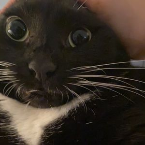 Meet your Posher, Noah